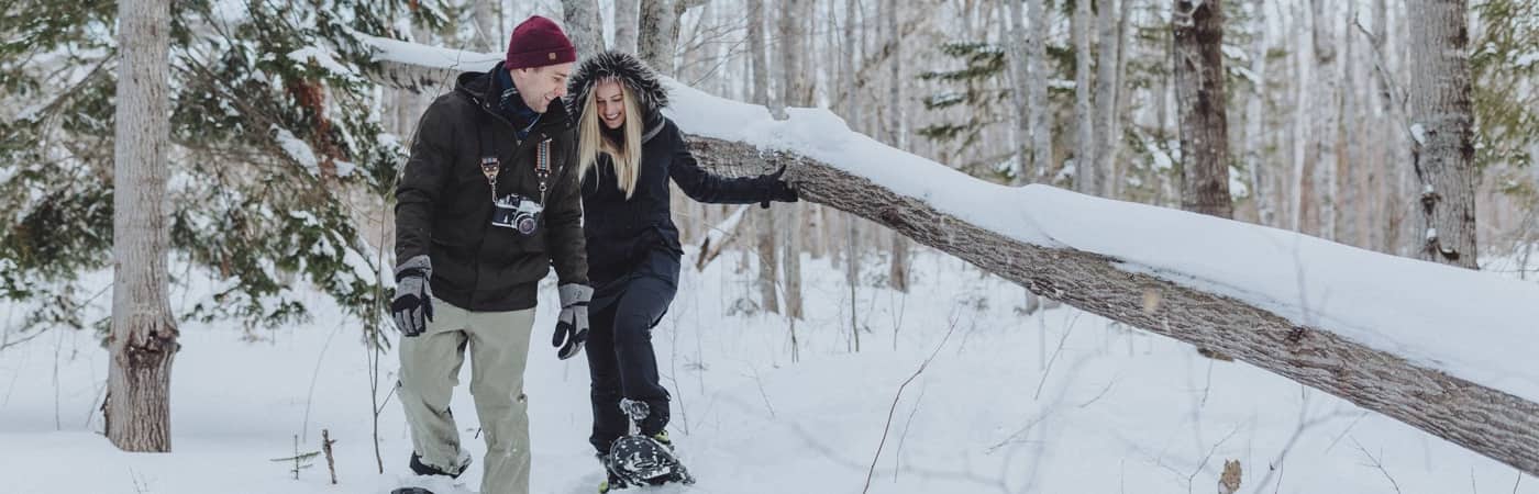 fundy winter forest